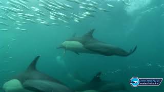 Sardine Run South Africa  Dolphin Action [upl. by Lora]