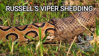 Deadly venomous Russells viper shedding skin wild snake shedding skin [upl. by Einobe]