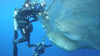 Whale Sharks Rescued From Net [upl. by Eibrab974]