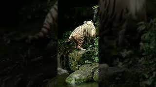 FUNNY Hide And Seek Game 😂 Between Tigers Tiger Animalia Funny shortvideo hideandseek tigers [upl. by Chimene796]