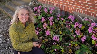 Some Favorite Early Flowers and Making Tea From Bergenia Permaculture Nordic Food Forest [upl. by Ahsila]