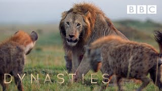 Hyena pack attacks lion  FULL CLIP  Dynasties [upl. by Cochran73]