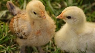 Chickens Chicks Sounds and Chickens Clucking Sounds  Chick Noises Alarming Rooster Squawks [upl. by Ahset]