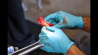 Large Tooth Abscess in Young Horse [upl. by Aralc]