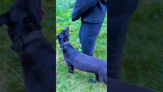 KNPV Black Malinois Stops Prisoner Trying To Escape [upl. by Eniawed]