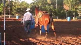 SBT MS Rural  Cavalo Árabe mais que uma raça uma paixão [upl. by Enamrahs]