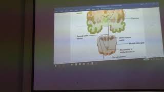 Neuroanatomy 1  Introduction  part 1 by by Dr Wahdan [upl. by Laucsap]