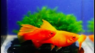 10 Super Amazing Platy Fish  Super Rare Platy Fish [upl. by Nurav]