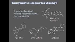 Biochemical Assays [upl. by Eran]