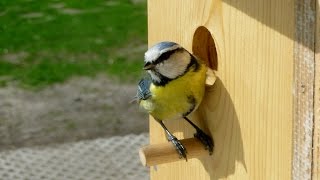 Aus dem Familienleben der Blaumeisen Parus Caeruleus [upl. by Yentrac701]