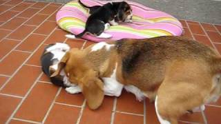 Mamma beagle gioca con i cuccioli [upl. by Eloccin]