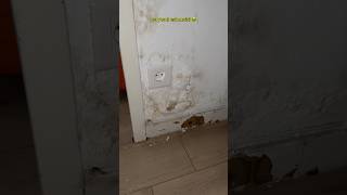 ma maison a moisi 🤮 teoo pourri moisi appartement déménagement [upl. by Sesmar]