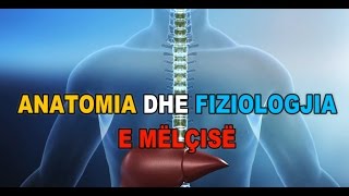 ANATOMIA DHE FIZIOLOGJIA E MËLÇISË  3D [upl. by Maurine]