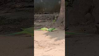 Rose Ringed Parakeet mobilephotography birds [upl. by Wildermuth388]