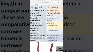 Difference between tracheids and vessels [upl. by Acsirp]