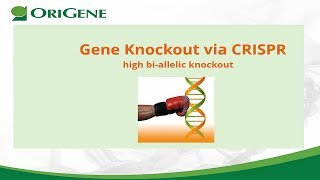 CRISPR gene knockout webinar to get high biallelic knockout [upl. by Anstice]