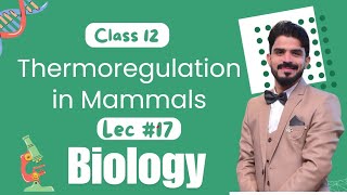 Thermoregulation in Mammals  Homeostasis  Chapter 15  Biology Class 12  Lec17 [upl. by Dorise]