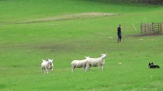 Scottish National Sheep Dog Trials Tulliemet Ballinluig Perthshire Scotland [upl. by Nappy]