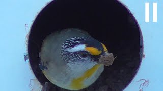 Striated Pardalote [upl. by Ahsla]