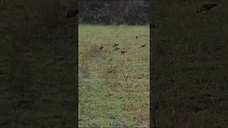 MUITAS AVES AQUÁTICAS APROVEITANDO A CHUVA PARA SE ALIMENTARaves natureza insetos [upl. by Lleinnad]