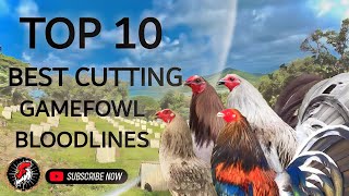 TOP 10 BEST GAMEFOWL BREEDS OF ALL TIME 2024 𝗕𝗼𝘆𝗮𝗸𝘇 𝗕𝗮𝗰𝗸𝘆𝗮𝗿𝗱 [upl. by Kcin]