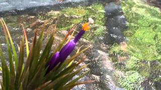 EASY AIR PLANT CARE HOW TO POLLINATE A TILLANDSIA AIR PLANT FLOWER [upl. by Marco354]