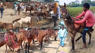 भारी संख्या में बिहार के चौसा में खच्चर घोड़े गधे बिकने के लिए आए हैं  Horse Mandi in Bihar Donkey [upl. by Briano135]