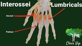 Interossei and Lumbricals of the hand animated [upl. by Roti]