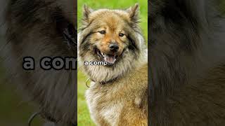 Eurasier breed origin More ↑  dogs eurasier [upl. by Polky]