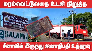 மட்டக்களப்பில் வெட்டி வீழ்த்தப்பட்ட 400 வருடங்கள் பழமை வாய்ந்த மரம் [upl. by Ragde16]