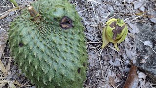 Manejo de ANTRACNOSIS en Maracuyá 🦠 Management of Anthracnose in Passion fruit [upl. by Atilehs]