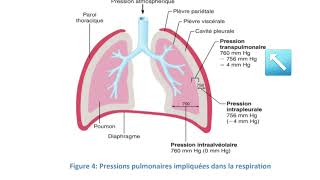 système respiratoire partie 2ventilation inspiration expiration [upl. by Artened]