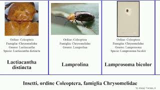 Insetti ordine Coleoptera famiglia Chrysomelidae calligrapha cassida paropsisterna altica lema [upl. by Benni]