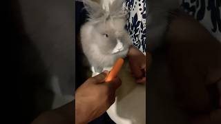 Adorable Bunny Munches on Fresh veggies bunny rabbit bunnyeating cuteanimals bunnyasmr uk [upl. by Nylrats]