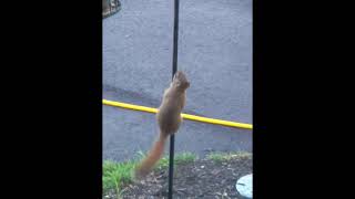 Squirrel on Greased Pole [upl. by Eniahpets]