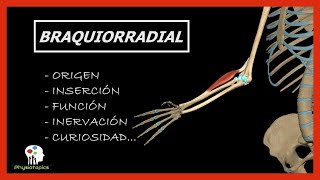 Braquiorradial Supinador Largo  Origen inserción función inervación y curiosidad [upl. by Nauqyaj]