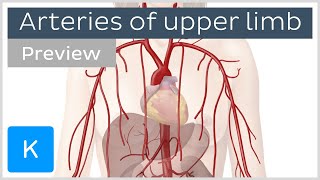 Arteries of the upper limb preview  Human Anatomy  Kenhub [upl. by Kernan]