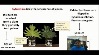 Cytokinins in Plants Definition amp Functions  Inter Biology  Chapter 3  Part 9 [upl. by Asp]