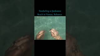 Snorkeling at Junkanoo Beach in Nassau Bahamas [upl. by Rosenstein]