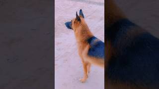 Garman Shepherd Dog 👌🏻youtubeshorts garmanshepherd dog breed shorts short trending subscribe [upl. by Ennaillij]