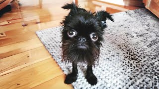 Affenpinscher 🐵 The MonkeyFaced Dog [upl. by Ellary]