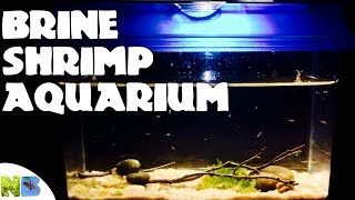 Creating A Brine Shrimp Aquarium [upl. by Trebliw]