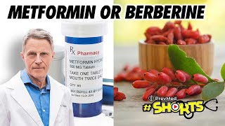 SHORTS Metformin or Berberine [upl. by Hannavahs378]