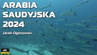 Nurkowanie Arabia Saudyjska 2024 Jacek Ogonowski [upl. by Mendelsohn]