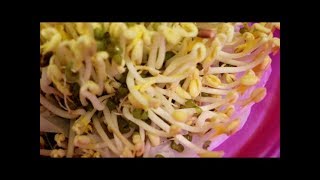 how to grow mung bean sprouts easily comment faire germer des haricots mungo [upl. by Crandale]