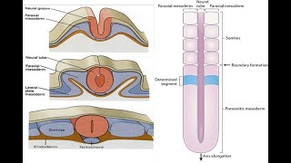 Paraxial mesoderm and Formation of Somitomeres Somites [upl. by Yadnil802]