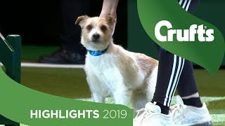 Crowd Favourite Olly The Rescue Dog Returns To The Crufts Stage  Crufts 2019 [upl. by Aniz]