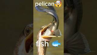 pelican band pelican facts pelican attack pelican cute pelicans [upl. by Aerdnac]