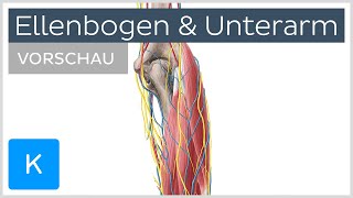 Unterarm Nerven und Blutgefäße Vorschau  Anatomie des Menschen  Kenhub [upl. by Namijneb724]