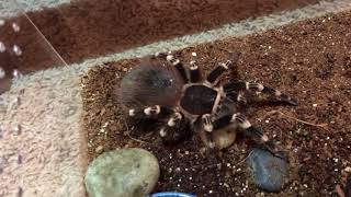 How to Tell if a Tarantula is in Premolt [upl. by Peltz]